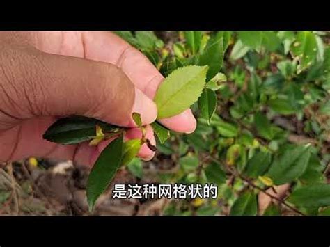 翠米茶枯萎